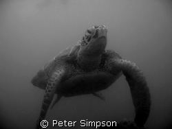 "Hanging Out" Very calm turtle photo taken at Low Island,... by Peter Simpson 